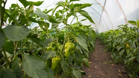 Prirodno đubrivo iz kuhinje - ako sadnice paprike zalijete ovim sastojkom rod će biti krupan i obilat