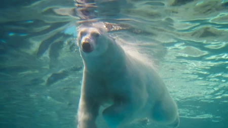 MEDVED KOJI SE OPUŠTA U KADI PUNOJ LEDA ODUŠEVIO LJUDE Pogledajte- video je hit 