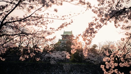 OVAKAV PROLEĆNI PEJZAŽ JOŠ NISTE VIDELI Lepota cvetova trešnje oduzima dah - 30.000 stabala prekriva planinu