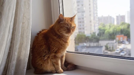 VLASNICI, NE IGNORIŠITE OVO PONAŠANJE Ako vaša mačka radi ove stvari, nešto nije u redu