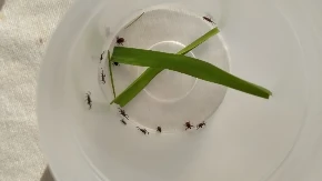 „Čistoća“ sutra započinje prolećnu akciju suzbijanja krpelja