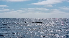MORSKI FOTOGRAF JE NA OVO ČEKAO 15 GODINA Ugledao je nešto što nikada nije video u životu i sve snimio drhtavom rukom -  a onda se dogodilo još veće ČUDO (FOTO)