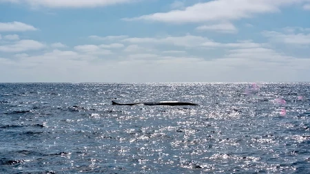 MORSKI FOTOGRAF JE NA OVO ČEKAO 15 GODINA Ugledao je nešto što nikada nije video u životu i sve snimio drhtavom rukom -  a onda se dogodilo još veće ČUDO (FOTO)