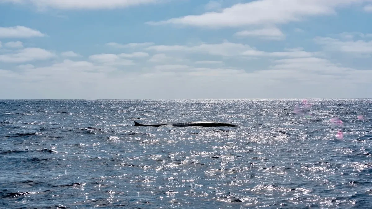 MORSKI FOTOGRAF JE NA OVO ČEKAO 15 GODINA Ugledao je nešto što nikada nije video u životu i sve snimio drhtavom rukom -  a onda se dogodilo još veće ČUDO (FOTO)