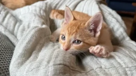 AKO VAS MAČKA STALNO PRATI – EVO ŠTA TO ZNAČI: Razlog će vas iznenaditi!