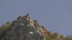 STOJA SE VRATIO TAMO GDE JE NAJLEPŠE, SVOJOJ KUĆi Beloglavi sup nakon dve godine lutanja po belom svetu ponovo u svojoj koloniji