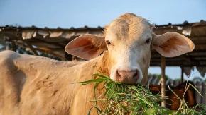 KRAVA POBEGLA IZ KLANICE, TRAŽI JE I POLICIJA! Ogromna potraga u toku, podignuti dronovi i termovizijske kamere