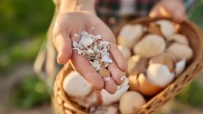 Kako od ljuski od jaja napraviti prirodni "čaj za bustovanje" biljaka? Ove 3 biljke nikako ne zalivajte njime