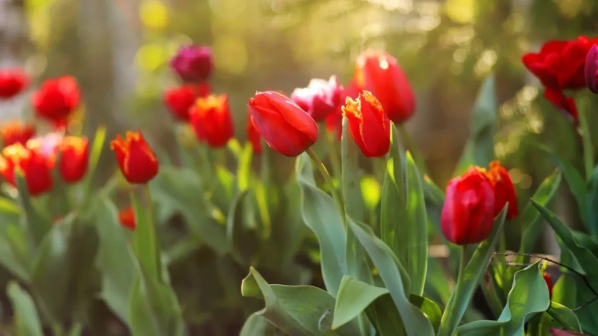PROFESIONALNI BAŠTOVANI OTKRIVAJU Ovo su razlozi zbog kojih vam lale ne cvetaju
