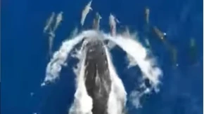 NEVEROVATAN PRIZOR NA ISLANDU Kitovi i delfini zajedno uživaju u igri u okeanu