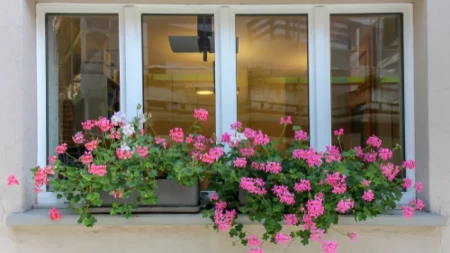 Muškatle će biti duplo raskošnije: Uradite ovo pre nego što ih iznesete na sunce