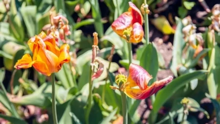 Lale ne cvetaju kako treba? Evo šta ih uništava