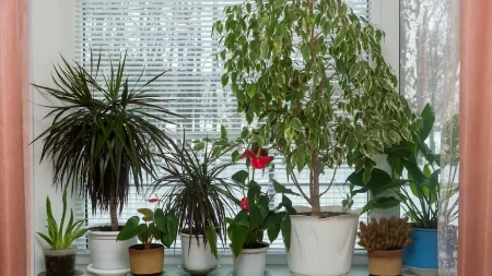 Ne bacajte novac na prečišćivače - ove 3 biljke rade isti posao 