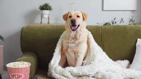 OVI PSI SU SAN SVAKOG VLASNIKA! Ne traže mnogo, a daju sve – evo 7 najboljih rasa!