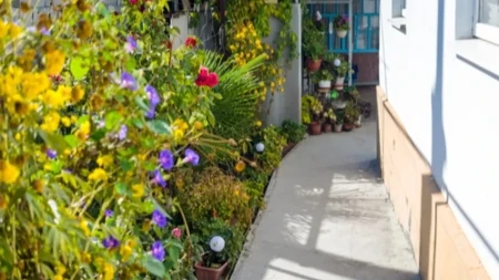 Raste u skoro svakom dvorištu, a niko ne zna kakvo je blago! Kada saznate, čuvaćete ga kao oči u glavi