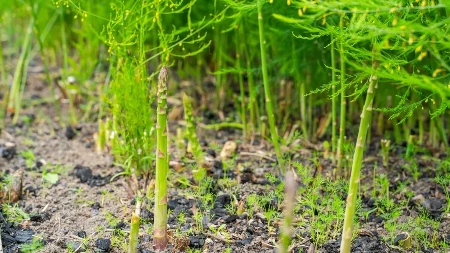 Povrće koje donosi zaradu od 20.000 evra po hektaru: Jednom se posadi, a profit stiže 20 godina