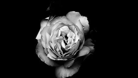 PREMINULA ĆERKA POZNATOG PESNIKA U 32. GODINI Porodica neutešna i slomljena!