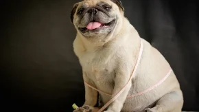 Zabluda u koju svi veruju: Ovako se zapravo računaju pseće godine, vaš ljubimac je mlađi nego što mislite