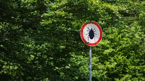 SA LEPIM VREMENOM STIŽU I KRPELJI! Evo kako da se sačuvate od ovih prenosnika raznih bolesti