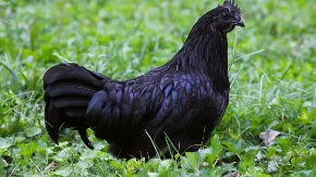 NAJSKUPLJA KOKOŠKA NA SVETU PRODAJE SE PO ASTRONOMSKOJ CENI Potpuno je crna, ukus je fenomenalan, a jaja su OVE boje