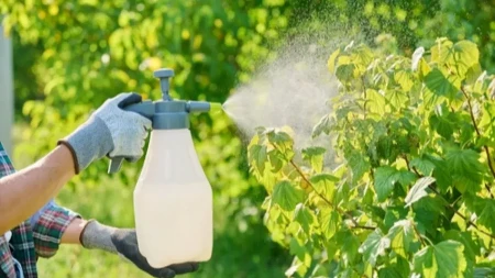 Stavite jedan krompir u baštu i vrt, i gledajte ogromnu promenu za sve vaše biljke