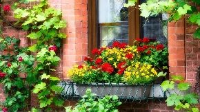 Malo koja domaćica zna kako se pravilno zalivaju muškatle! Samo ovako će najlepše da cvetaju