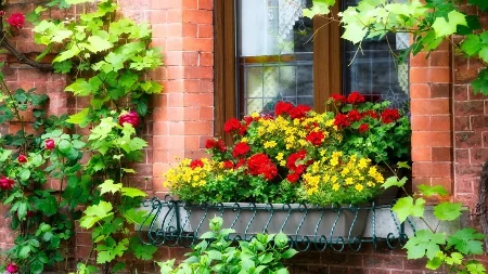 Malo koja domaćica zna kako se pravilno zalivaju muškatle! Samo ovako će najlepše da cvetaju