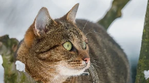 MAČAK UGLEDAO PTICU NA GRANI, PA DOBIO SLOM ŽIVACA Neobična reakcija nasmejala ljude - ovo još niste videli