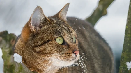 MAČAK UGLEDAO PTICU NA GRANI, PA DOBIO SLOM ŽIVACA Neobična reakcija nasmejala ljude - ovo još niste videli