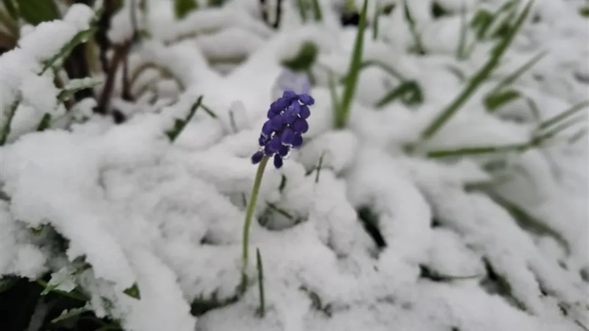 HLADNI ŠOK USRED PROLEĆA: Usevi na meti mraza!  Za 1. maj stiže novi udar!