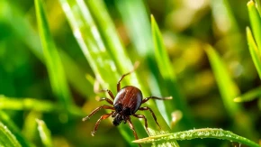 Krpelji ne podnose miris tri biljke - ako ih imate u dvorištu mirni ste 