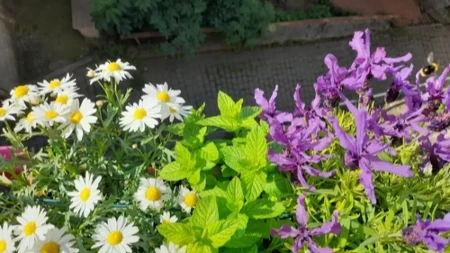 Napravite prirodnu zaštitu: Zasadite ove biljke, krpelji ih ne podnose