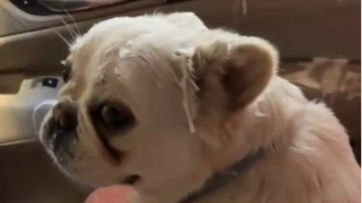 PAS NAPRAVIO HAOS, A IZIGRAVA NEVINAŠCE Vlasnica se uhvatila za glavu, ljudi na mrežama plaču od smeha