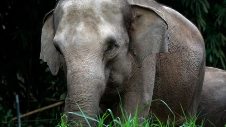 SLON OPUŠTENO PREŠAO GRANICU Kada se pojavio na putu nastao je HAOS