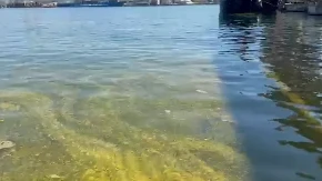 „APOKALIPSA NA CRNOM MORU!“ Ulje guši sve pred sobom – scena kao iz horora!