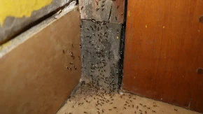 Kada ništa ne pomaže, uradite samo ovo: Mravi će momentalno pobeći iz kuće, neće vas više opsedati