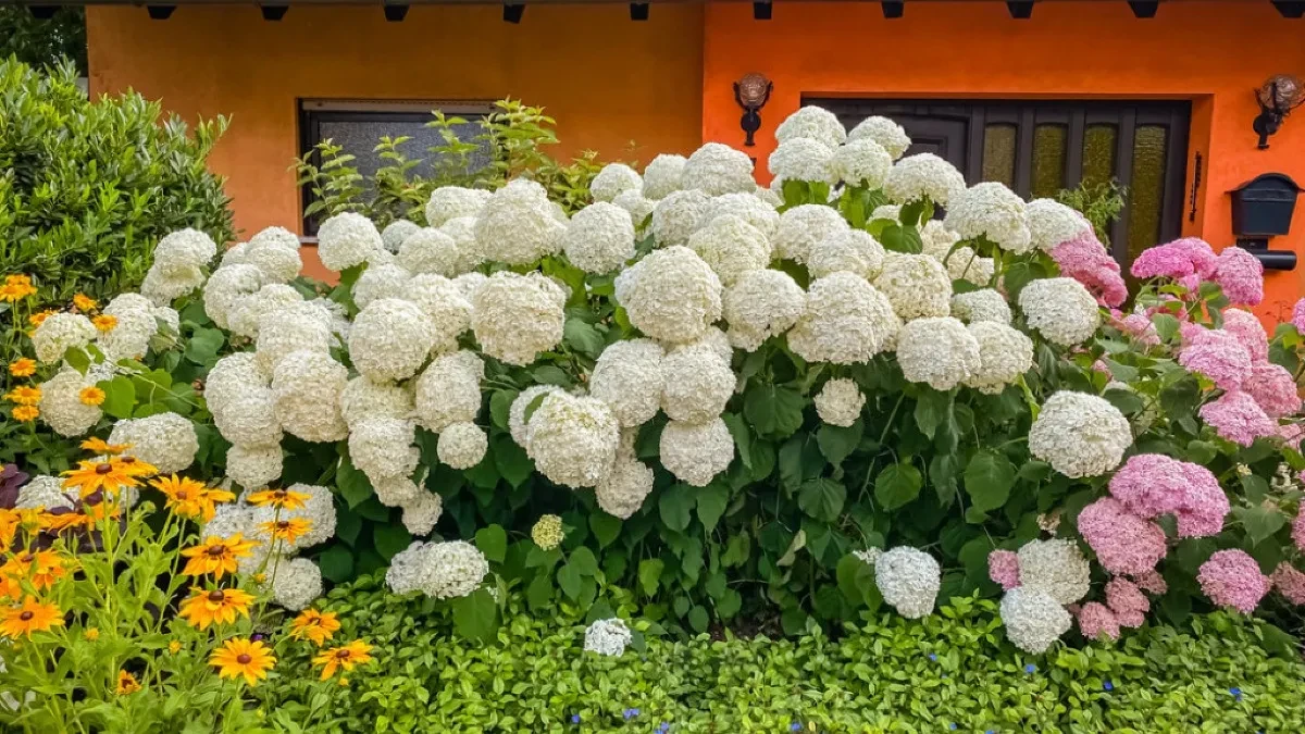 GREŠKA KOJU SVI PRAVE U PROLEĆE Zbog ove stvari vam hortenzija ne cveta 