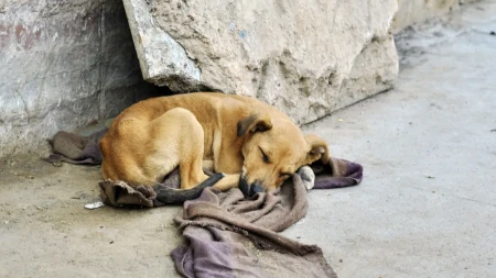MANJAK SNA IM MOŽE NAŠKODITI Evo koliko vaš pas treba da spava u toku dana