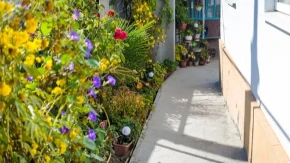 Četiri najgora mesta gde možete da posadite žbunje: Važni saveti baštovana spasiće vas problema