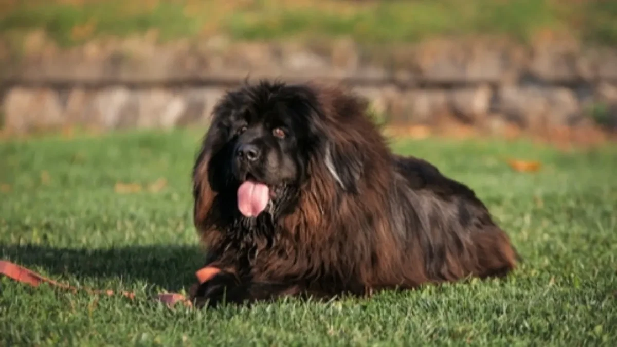 KUPILA ŠTENE, A DOBILA ZVER: Kada je počeo da hoda na DVE NOGE – umalo se srušila od šoka!