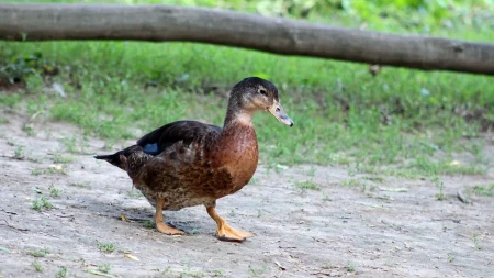 PATKA JE BILA STRPLJIVA DOK JE TRAJALA AKCIJA SPASAVANJA Pogledajte podvig ovih vatrogasaca - ulepšaće vam dan