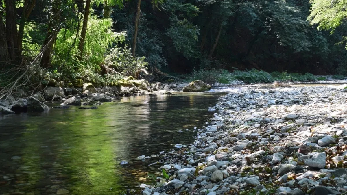 JEDNA OD NAJČISTIJIH REKA U SRBIJI JE NA SAMO 90 KILOMETARA OD BEOGRADA U njoj uživaju i lokalci i izletnici 