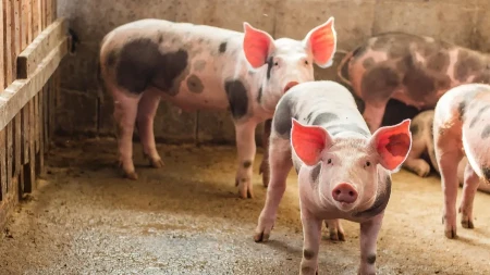 Cene stoke skaču - prasad i jagnjad u vrtoglavom rastu