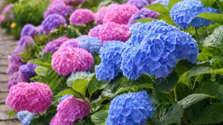 Magija u bašti: Evo kako da promenite boju hortenzija uz jedan kućni trik!