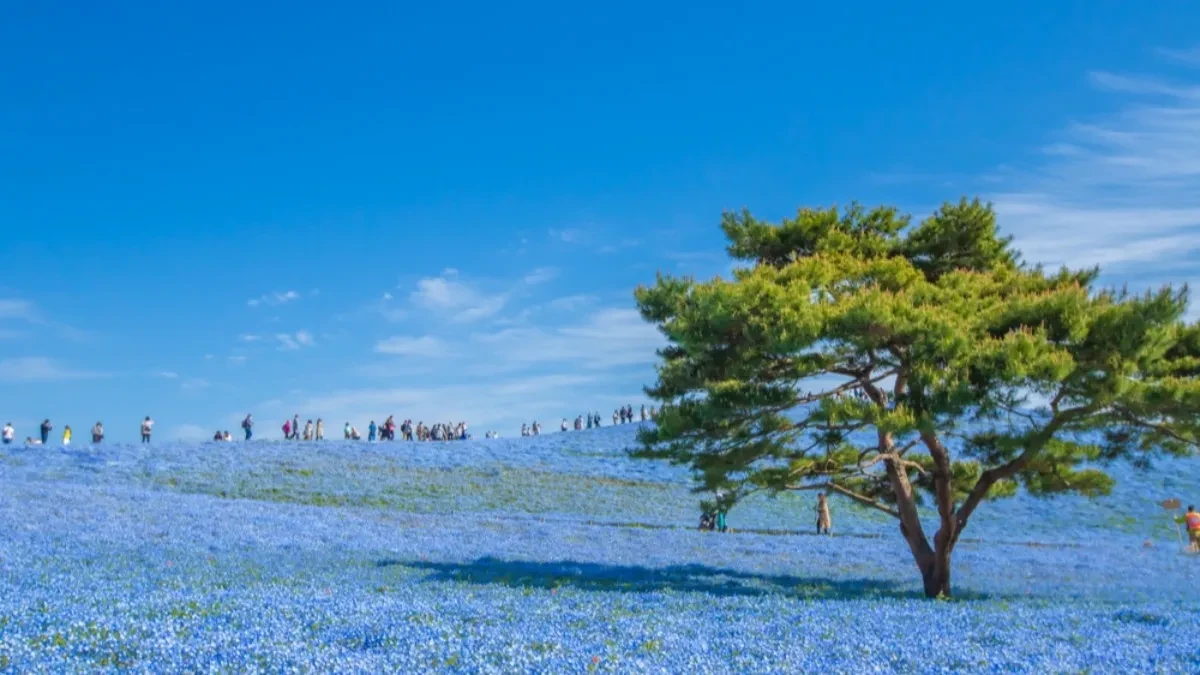 PLANINU JE PREKRILO 5 MILIONA PLAVIH CVETOVA Nestvaran prizor može se videti do kraja maja, samo na jednom mestu