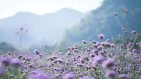 Prirodni magnet za oprašivače - novi hit u baštama