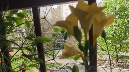 Prelepa novobeogradska terasa zablistala je i ovog proleća Šarena je i mirisna, a njena vlasnica nam otkriva svoju tajnu