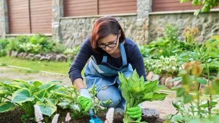 Svaka bašta treba da ima ovu biljku: Ima lepše listove od bilo kog cveta, a gaji se nikad lakše - uspeva i u hladu, a ne mora ni da se zaliva redovno