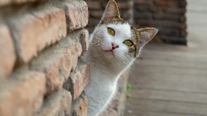 MAČKA NESTALA PRE 4 GODINE, A ONDA ŠOK: Vlasnica izgubila svaku nadu, a onda je stigao POZIV KOJI MENJA SVE!