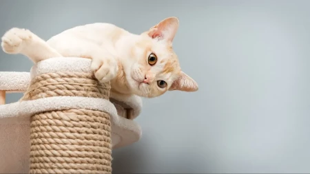 ZAŠTO MAČKE RUŠE STVARI PO KUĆI? Postoji rešenje za takvo ponašanje i jednostavnije je nego što mislite